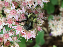 Bombus impatiens