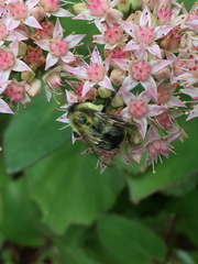 Bombus impatiens