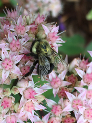 Bombus impatiens