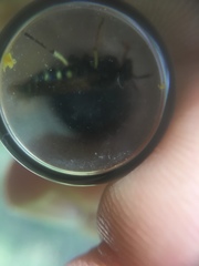 Aphilanthops frigidus