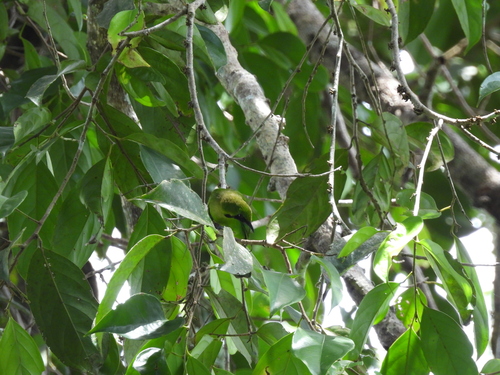 Lesser Green Leafbird (Chloropsis cyanopogon), photo 7