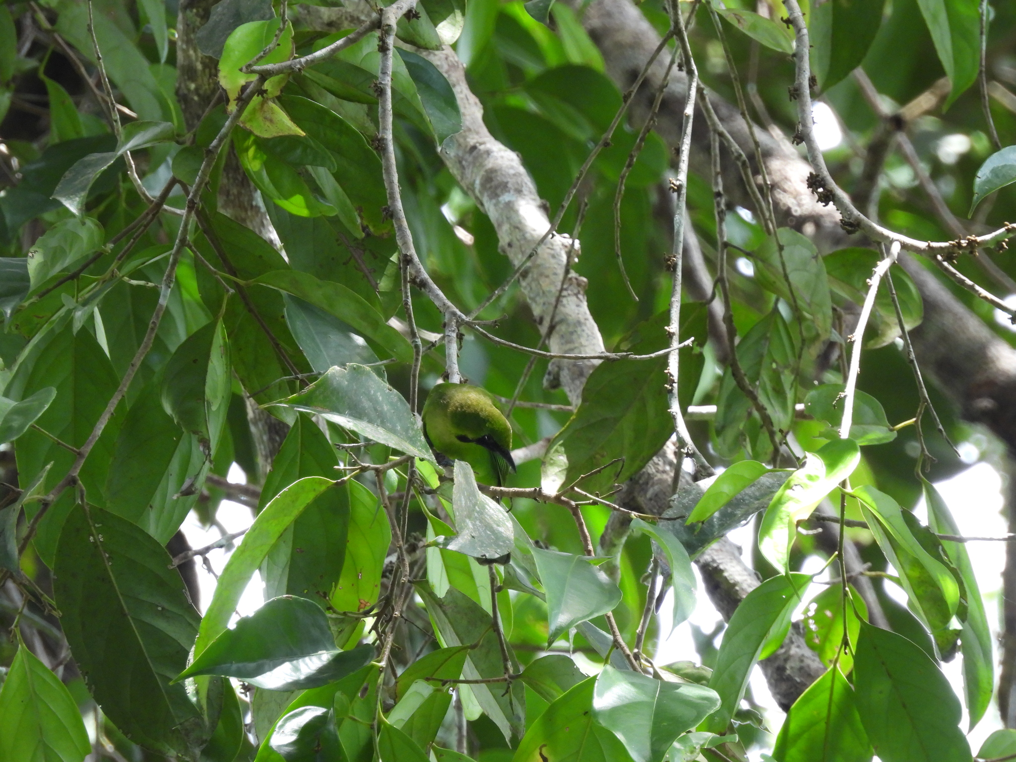 Lesser Green Leafbird (Chloropsis cyanopogon), photo 7