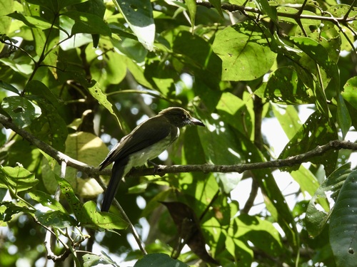 Streaked Bulbul (Ixos malaccensis), photo 3