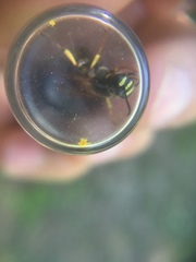 Aphilanthops frigidus