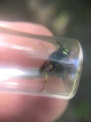 Aphilanthops frigidus