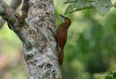 Dendrocolaptes sanctithomae