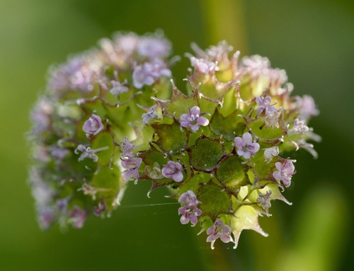 Valerianella coronata