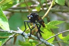 Archilestris magnificus