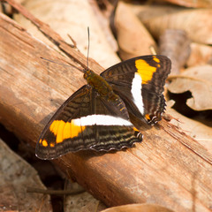 Adelpha malea goyama