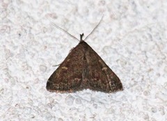 Hypenula cacuminalis