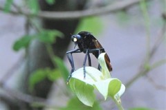 Archilestris magnificus