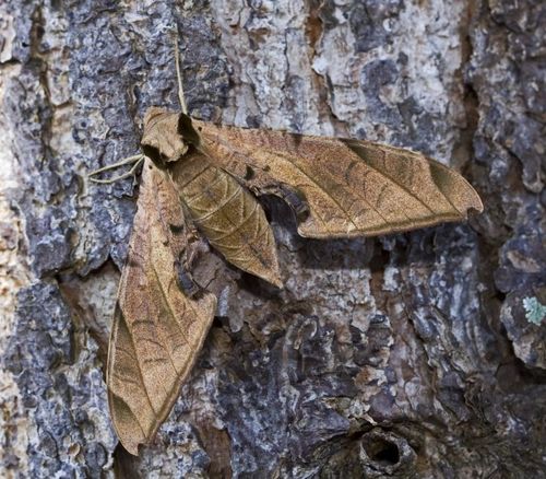 Streaked Sphinx