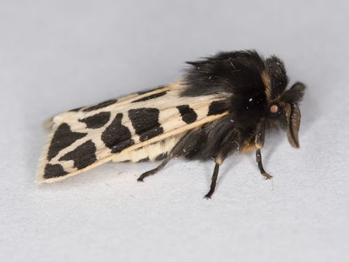 Apantesis ursina