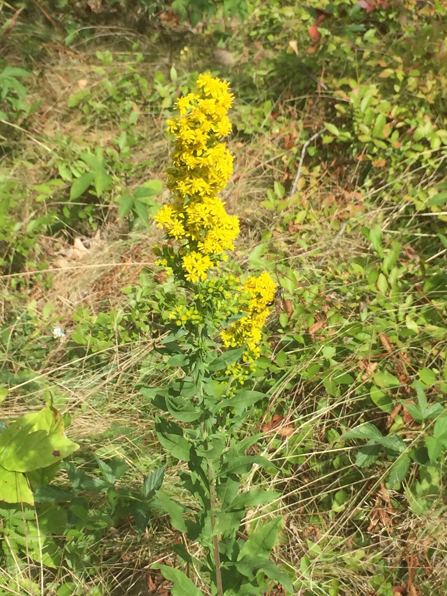 Solidago rugosa var. sphagnophila