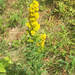 Swamp Wrinkle-leaved Goldenrod - Photo (c) andyeli, some rights reserved (CC BY-NC), uploaded by andyeli