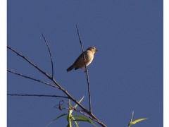 Euplectes franciscanus