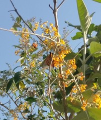 Buddleja madagascariensis