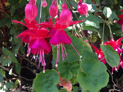 Fuchsia × hybrida