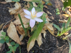 Zephyranthes fosteri