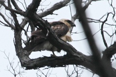 Buteo solitarius