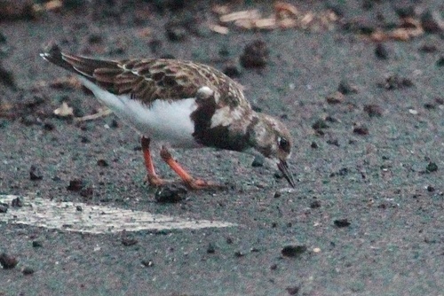 Arenaria interpres observed 2015-11-03