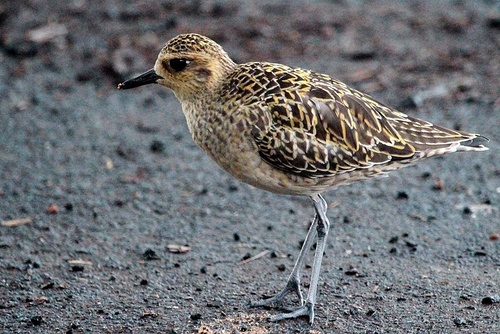 Pacific Golden-Plover
