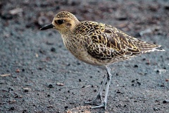 Pacific Golden Plover photo 6