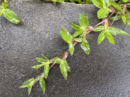 broadleaf carpetgrass