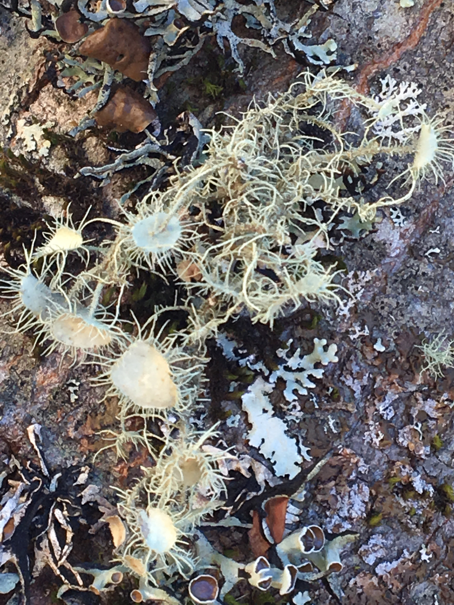 Usnea image