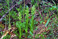 Platanthera hyperborea