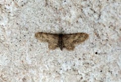 Scopula plantagenaria