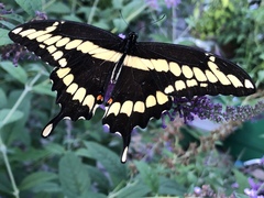 Heraclides cresphontes