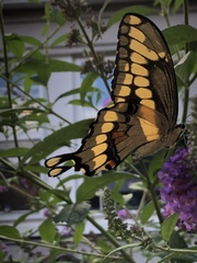 Heraclides cresphontes