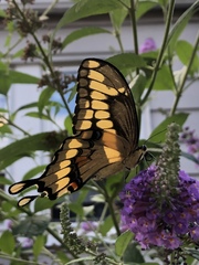 Heraclides cresphontes