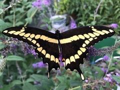 Heraclides cresphontes