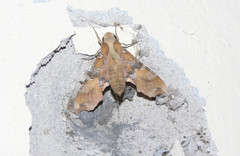 Callionima grisescens