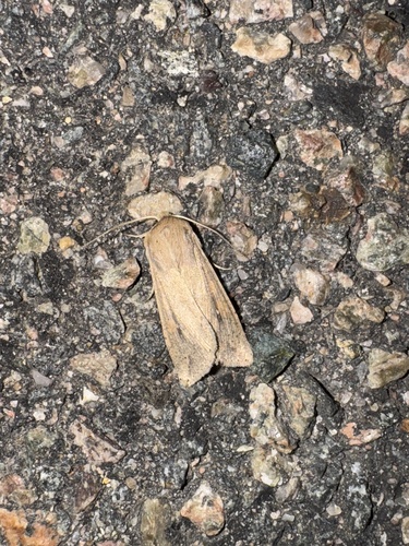 Armyworm Moth photo 4