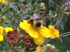 Bombus rufocinctus