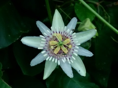 Passiflora colimensis