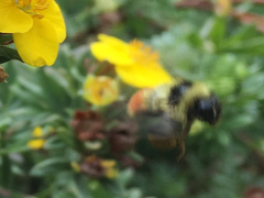 Bombus rufocinctus