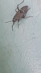 Rhyparochromus