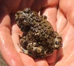 iNaturalist observation photo of Yosemite Toad