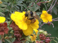 Bombus rufocinctus