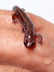 Chiropterotriton orculus