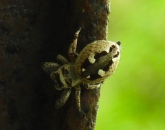 Dendryphantes zygoballoides