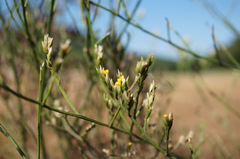 Limonium tetragonum