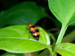 Malacorhinus dilaticornis