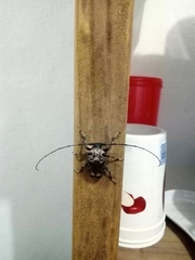 Polyrhaphis michaeli