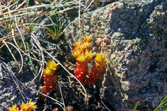 Sedum annuum