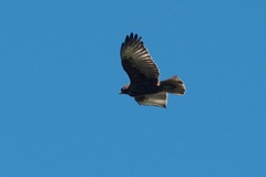 Buteo solitarius